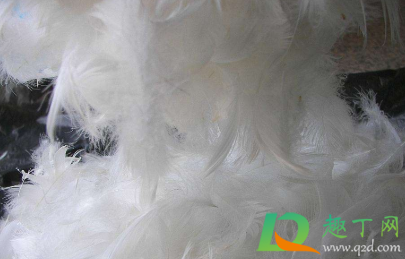 羽絨有鴨味道怎樣去除1