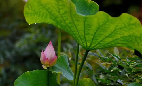 2022年大暑是幾月幾號4