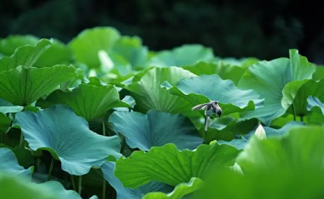 2022年大暑是幾月幾號1