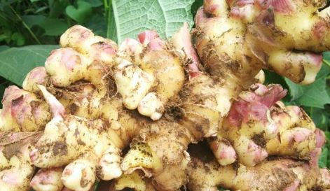 姜軟了出水了還能吃嗎2