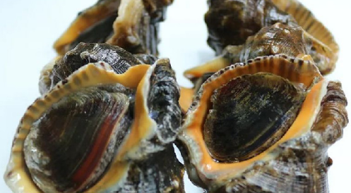 大海螺需求吐沙子嗎4