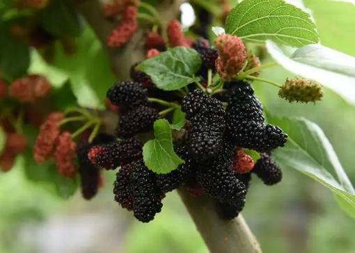 桑葚不適宜什么人吃3