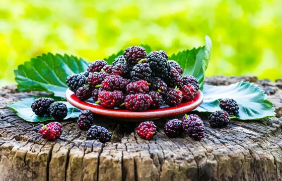 桑葚不適宜什么人吃2