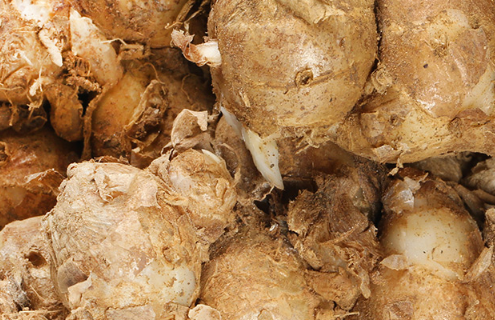 姜凍結后軟了還能吃嗎1