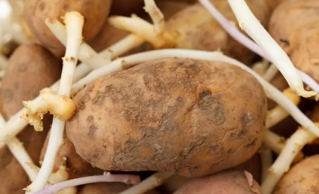 土豆發芽了把芽去掉還能吃嗎3