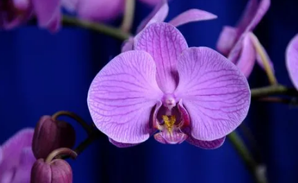 2022年蝴蝶蘭什么時(shí)來到花3