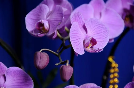 2022年蝴蝶蘭什么時(shí)來到花1