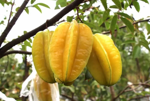 楊桃放冰箱黑了還能吃嗎3