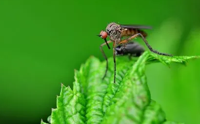 蚊香泡水加花露水能驅蚊嗎1